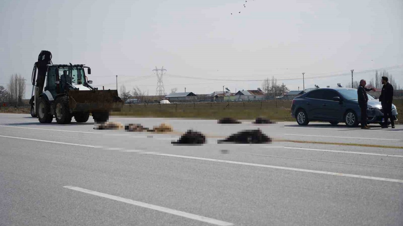 Muş-Bingöl karayolunda SUV tipi araç keçi sürüsüne çarptı: 10 hayvan telef oldu
