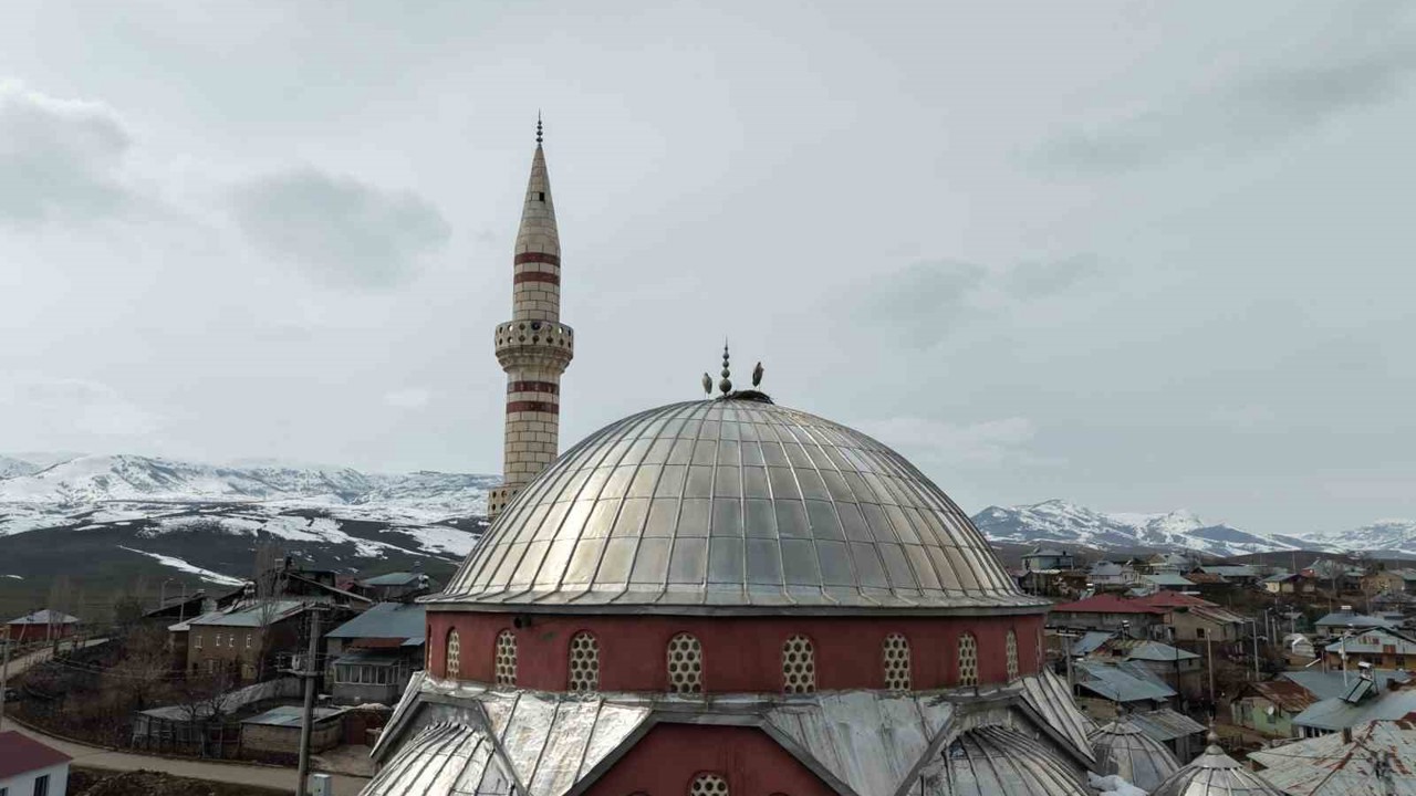 "Baharın habercisi" leylekler Muş Ovası’na gelmeye başladı
