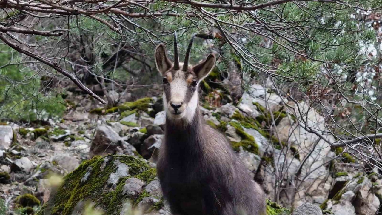Türkiye’de en düşük rakımda sadece Gümüşhane’de görülüyor

