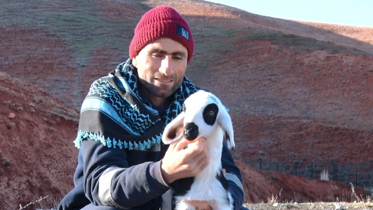 Başkent’te kuzuların anneleriyle buluşma anı dronla görüntülendi
