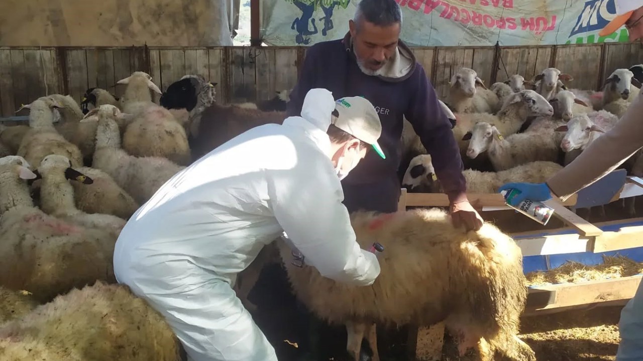 Koçarlı’da küçükbaş hayvanlar aşılandı
