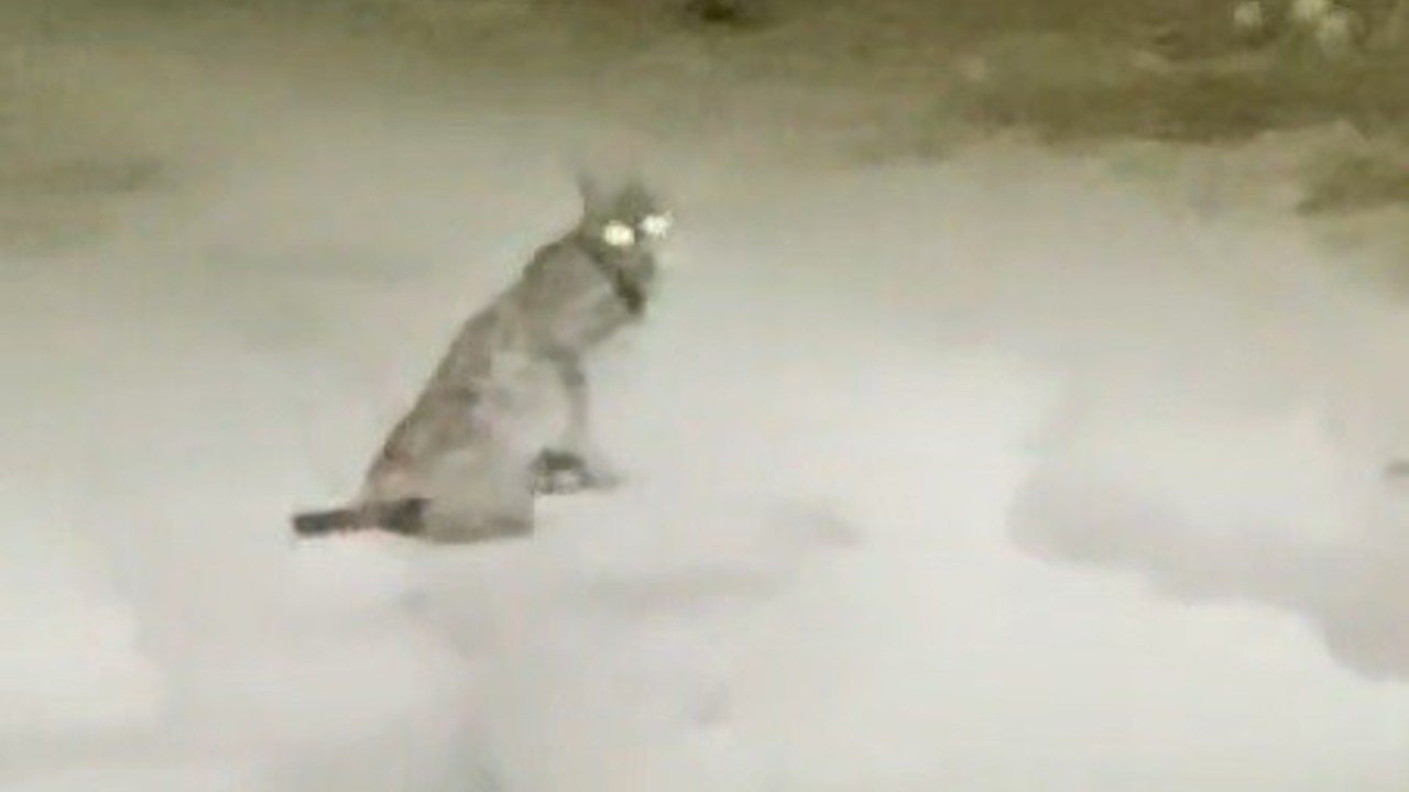 Konya’da vaşak görüntülendi
