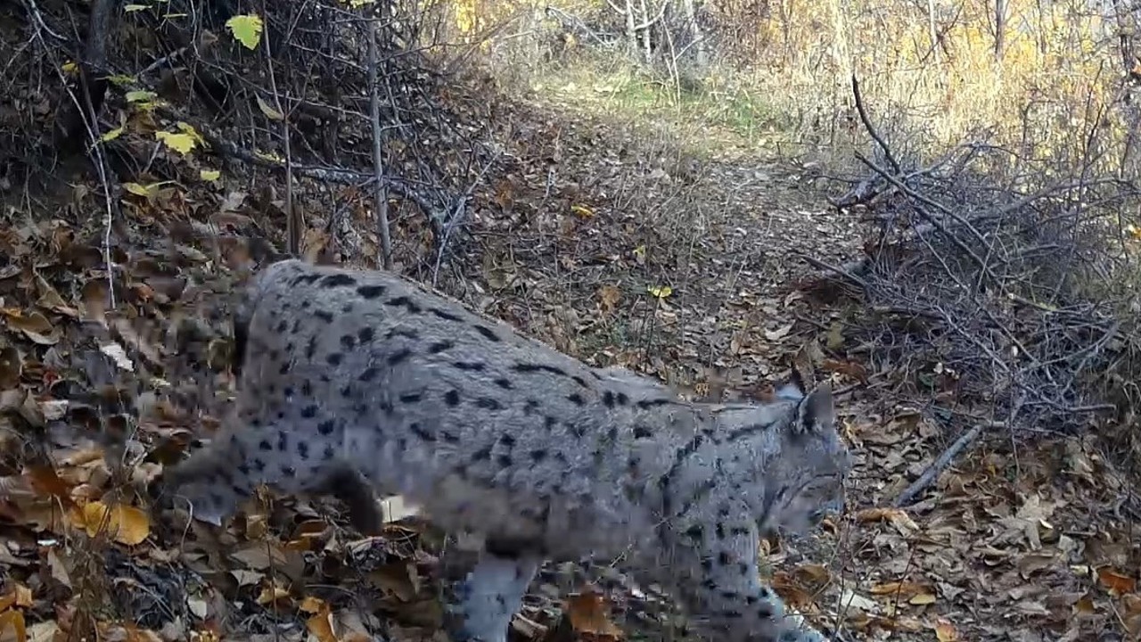 "Ormanın Hayaleti" vaşak güvenlik kamerasına yansıdı

