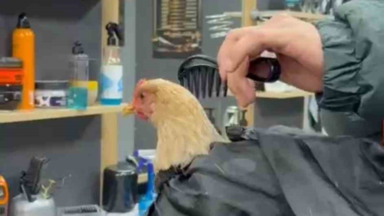 Siirt’te bir kuaför sosyal medya akımına katılmak için tavuk tıraş edip bayrama hazırladı
