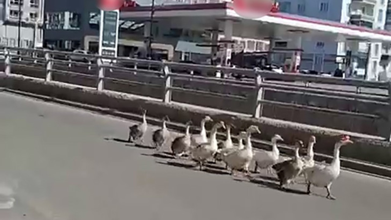 Sivas’ta kazların geçidi böyle görüntülendi
