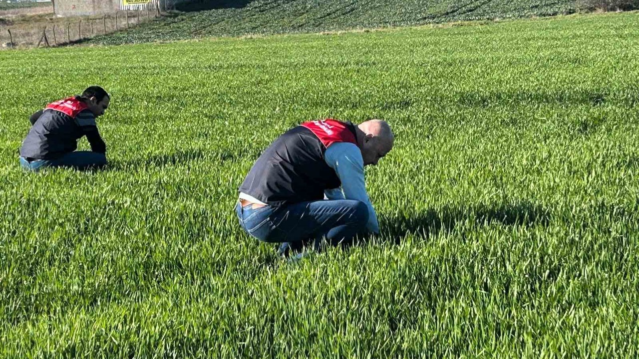 Kırklareli’de tarım arazilerinde denetim: Kanola ve hububat ekilişleri incelendi
