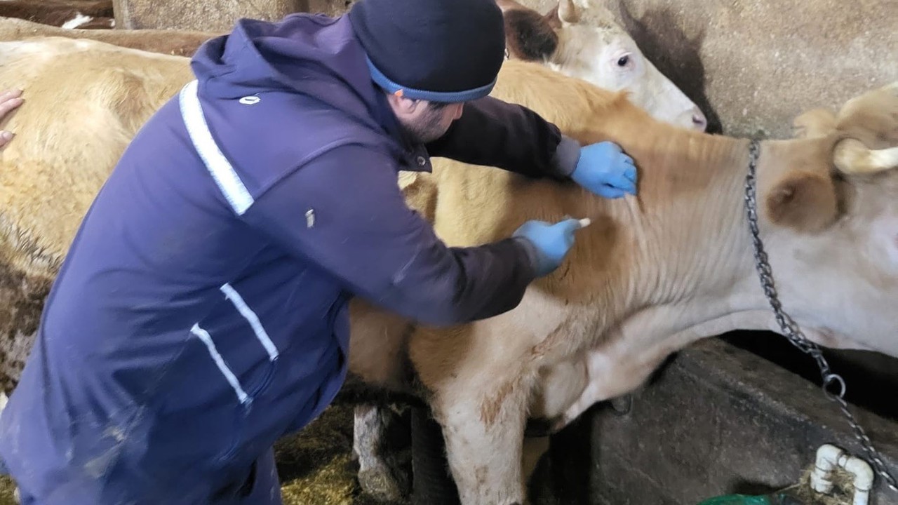 Demirözü’nde aşılama ve küpeleme çalışmaları devam ediyor
