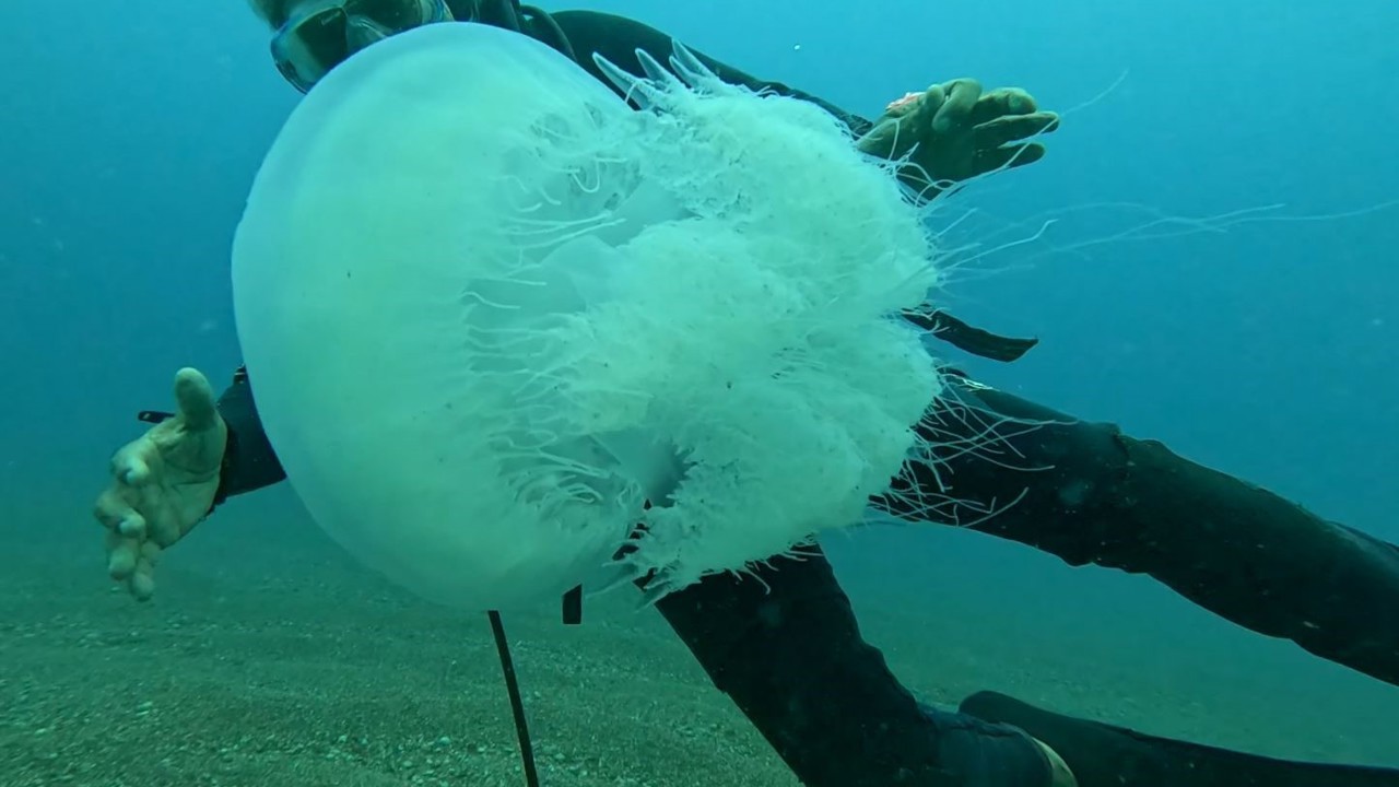 Balıkçıların kabusu oldular : Attıkları ağlara yüzlerce dev denizanası takıldı
