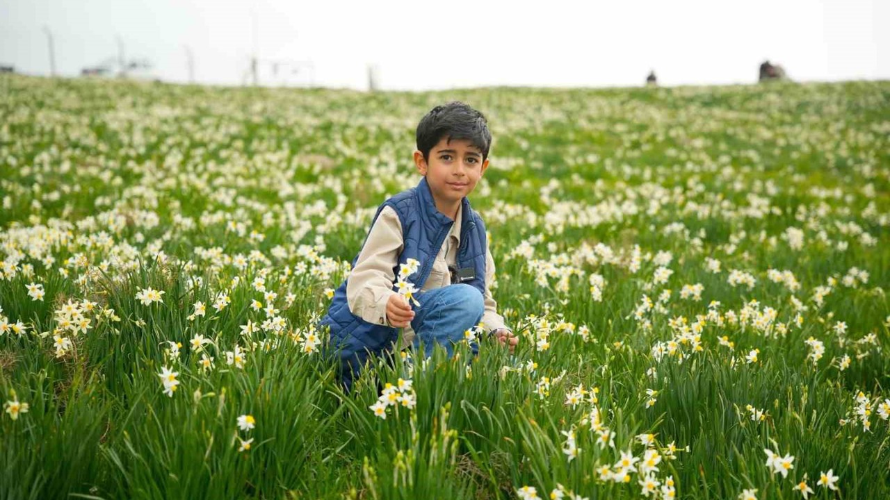 Baharın habercisi nergisler ziyaretçilerin ilgi odağı oluyor
