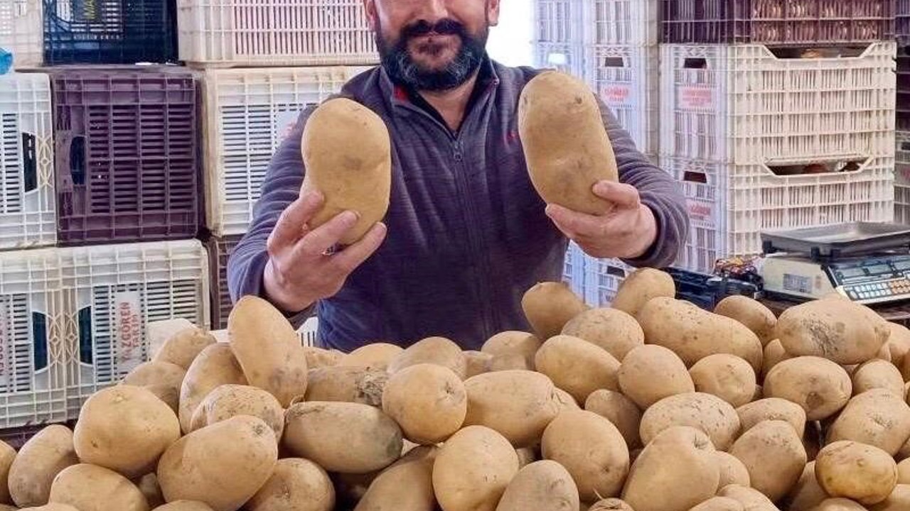 Dev patatesler pazarın ilgi odağı oldu
