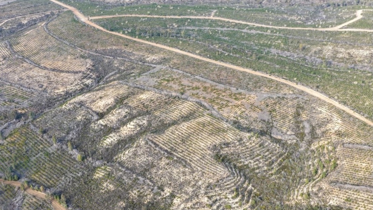 Sarıçam’da 1 milyon 200 bin fidan toprakla buluşturuldu
