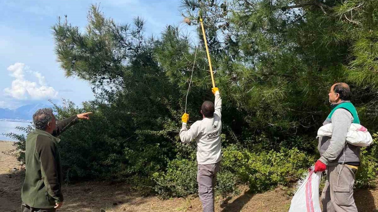 Marmaris’te çam kese böceğine karşı  ’mekanik ve biyolojik yöntemlerle mücadele’ sürüyor

