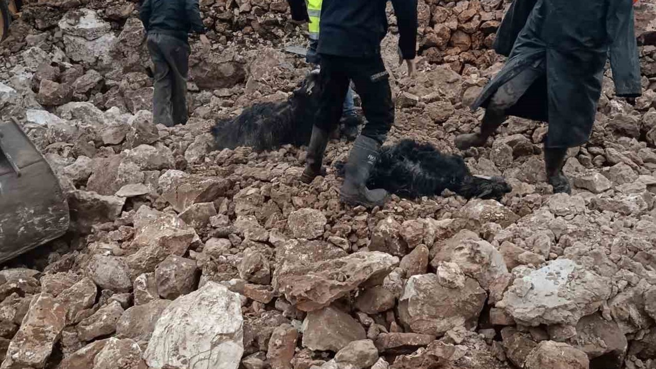 Mardin’de ahırın çökmesi sonucu 30 küçükbaş telef oldu

