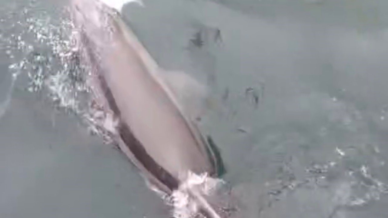 Bandırma Limanı’nda yunus avlanırken görüntülendi
