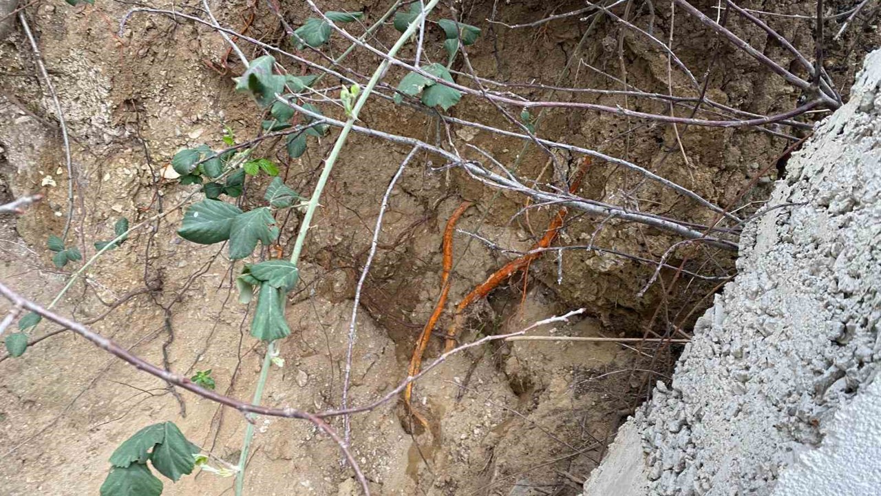 Fidan dikimi sırasında insan kafatası ve kemik parçaları bulundu
