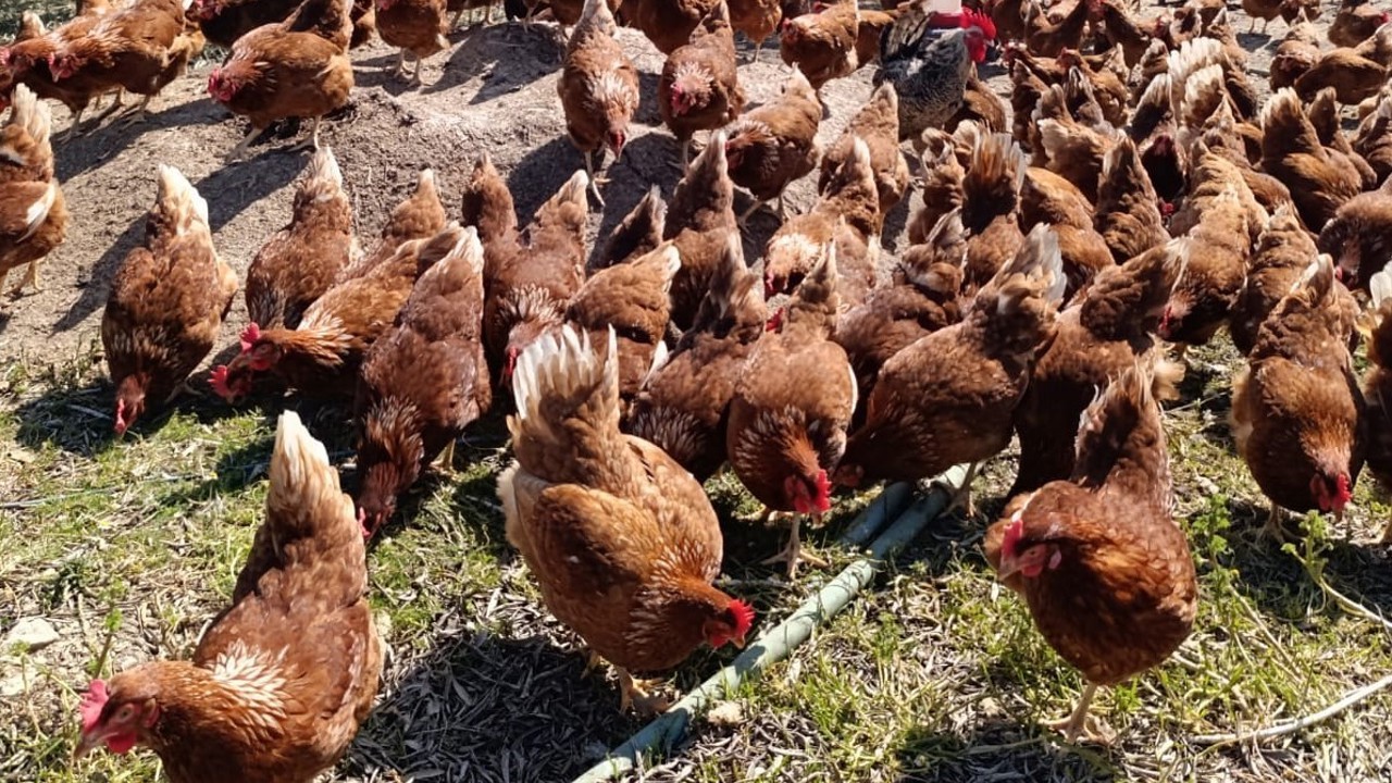 Ev kiraları şehirden kaçırdı, köyde "gezen tavuk" çiftliği kurdu
