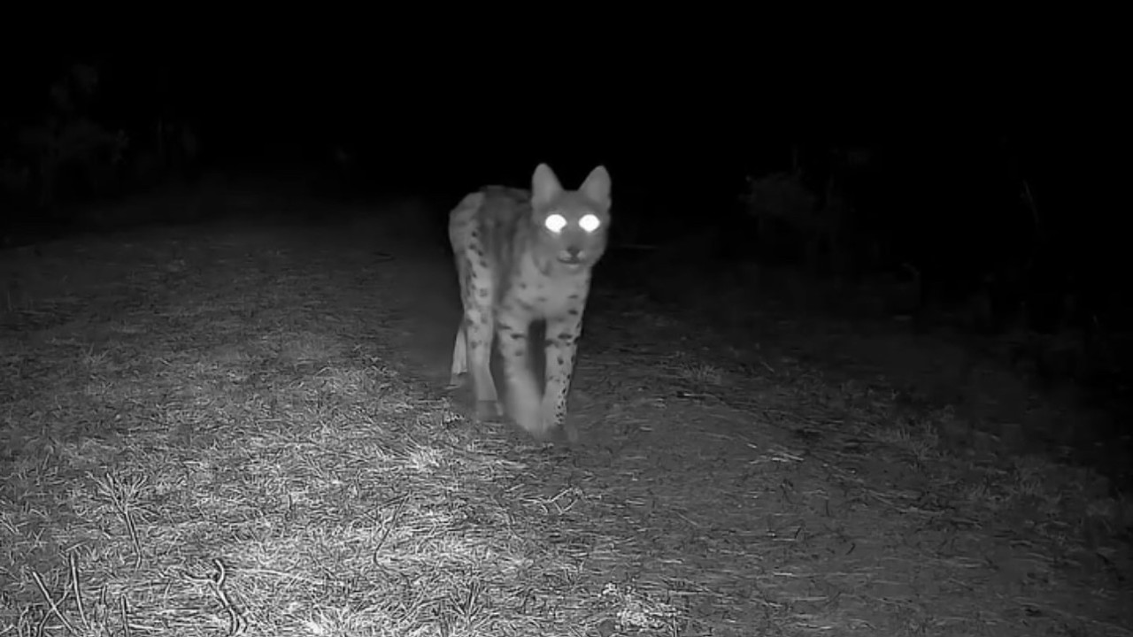 Karabük’te vaşak fotokapanla görüntülendi
