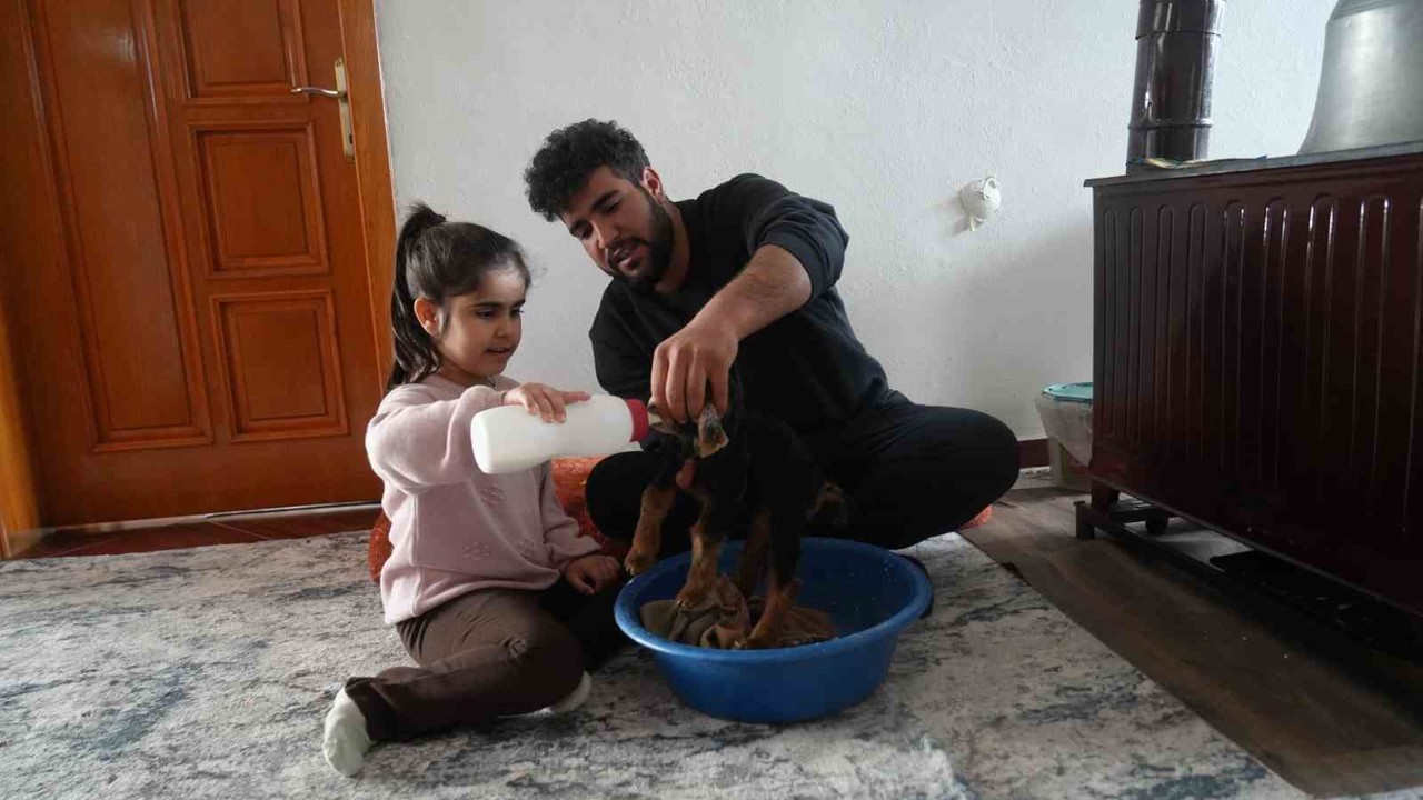 Muş’ta yeni doğan oğlaklara özenli bakım
