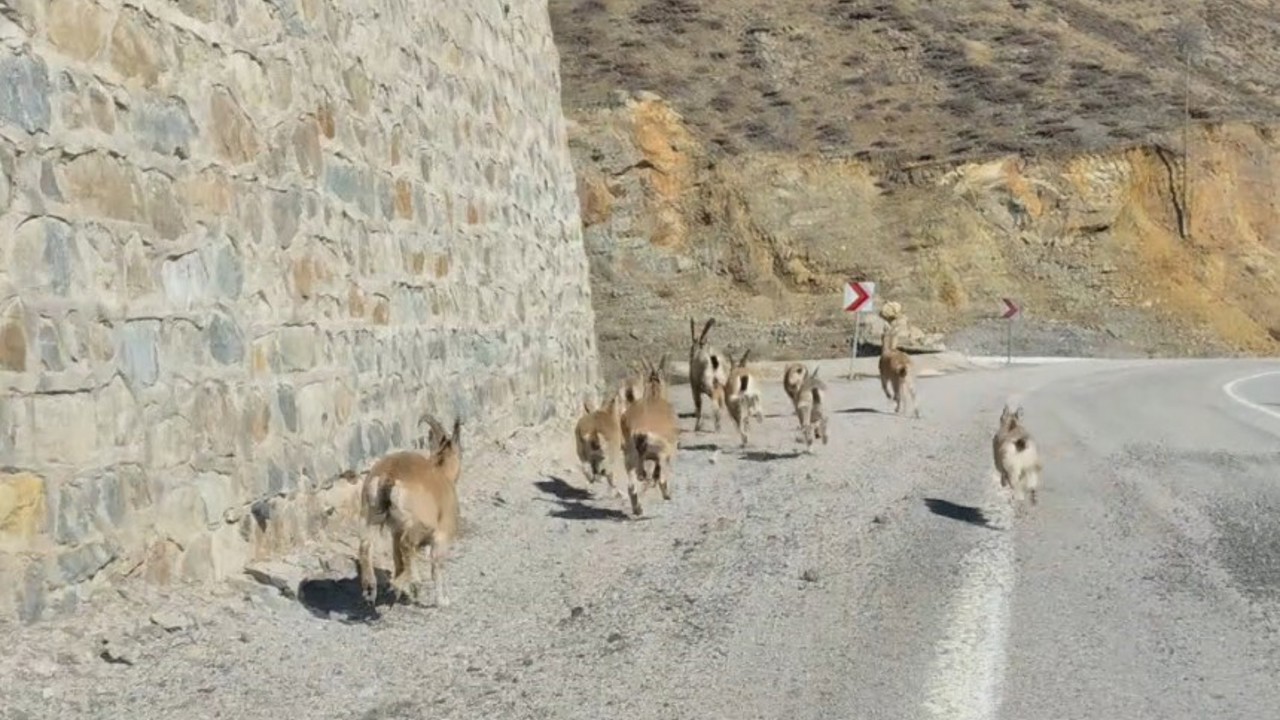 Gümüşhane’de yaban keçileri yavrularıyla birlikte görüntülendi

