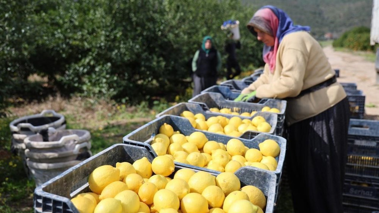 TÜİK’e göre limonda üretici fiyatları yıllık yüzde 410 yükseldi
