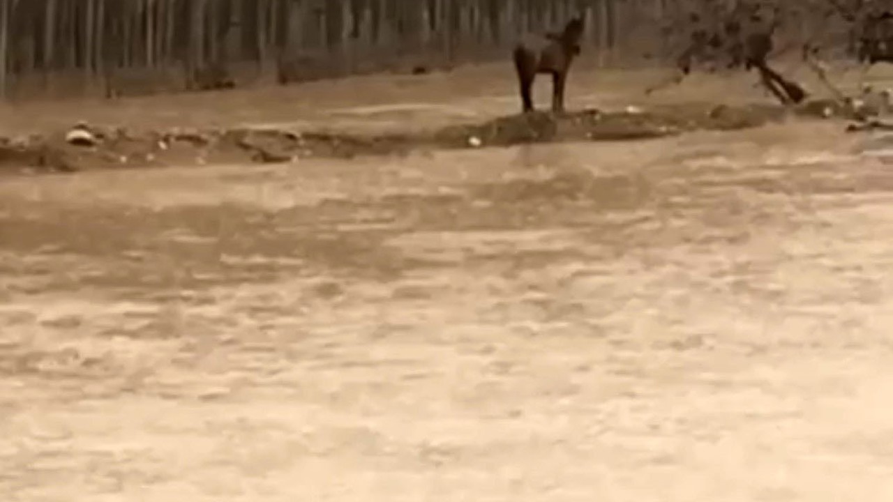 Mardin’de sel sularına giren vatandaş atını kurtardı
