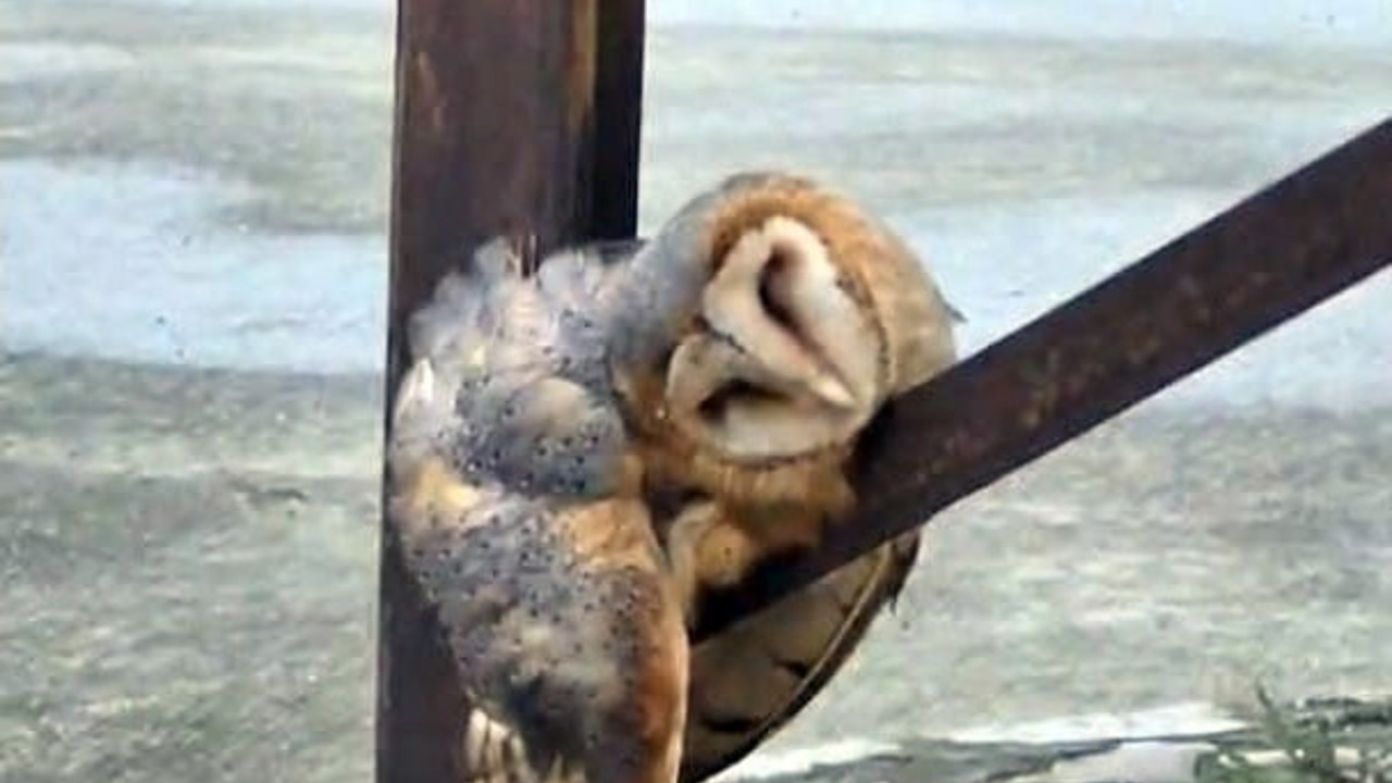 Sevimli Baykuş sokak direğinde uyuya kaldı
