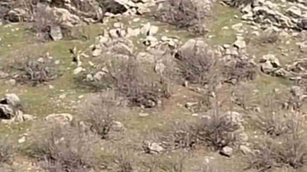 Diyarbakır’da sürü halinde dağ keçileri görüntülendi
