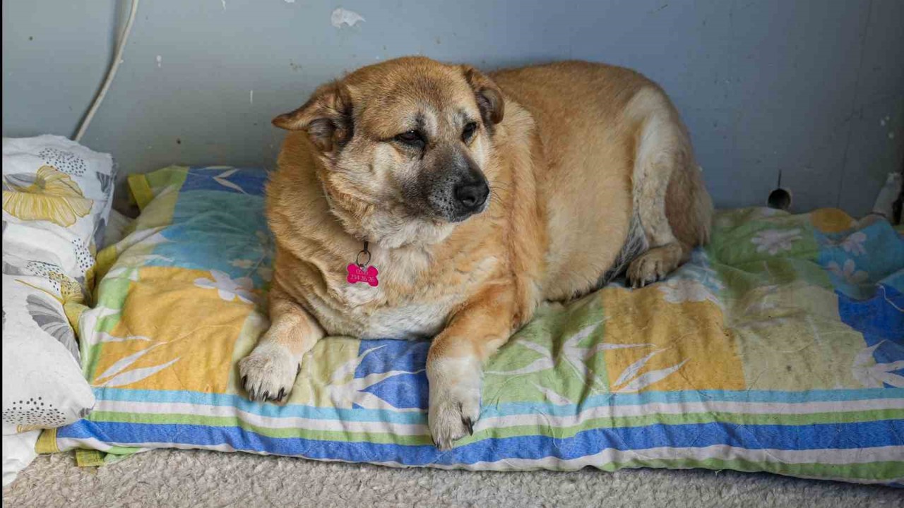 13 yaşındaki obez köpek ’Kız’, yürüyüş yaparak zayıflıyor
