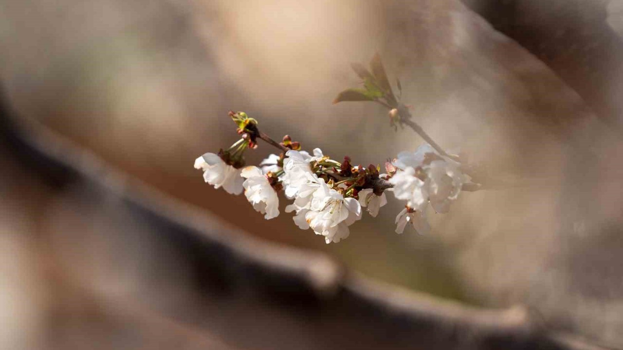 Beyaza bürünen kiraz ağaçları görsel şölen oluşturdu
