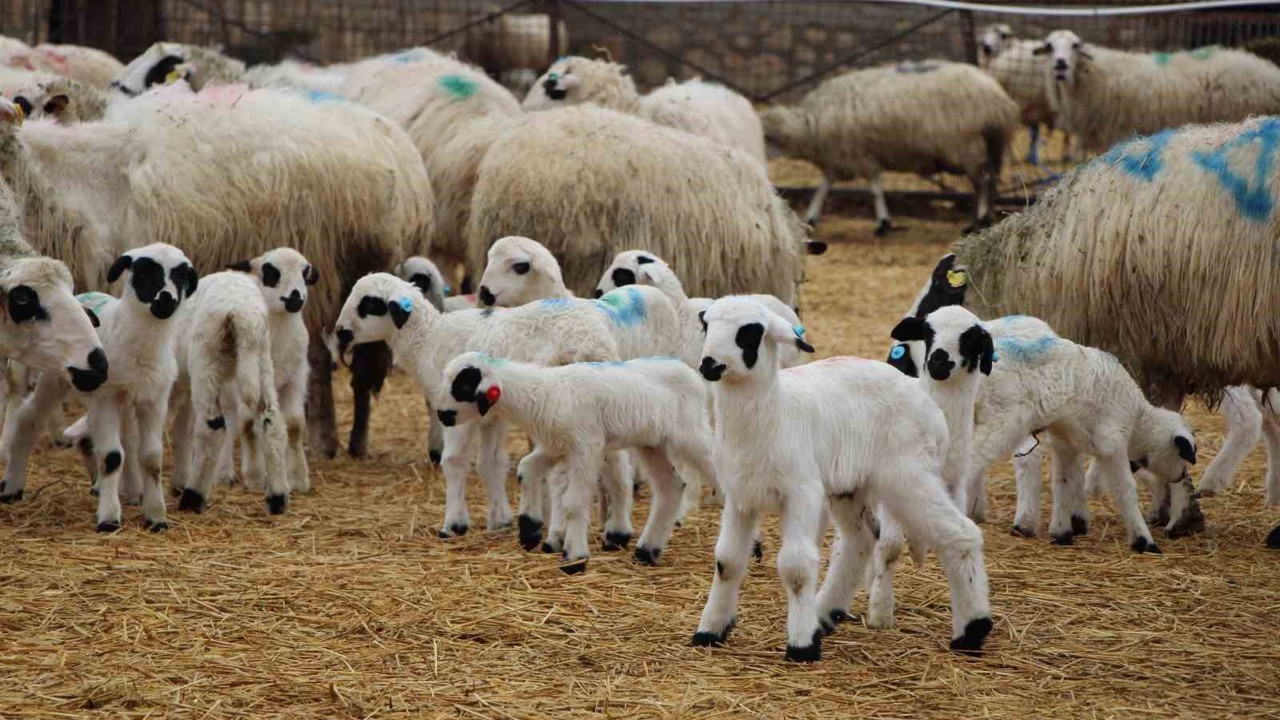 Hayvancılara kritik uyarı: Kuzu ve buzağı bakımında ilk saatler hayati önemde
