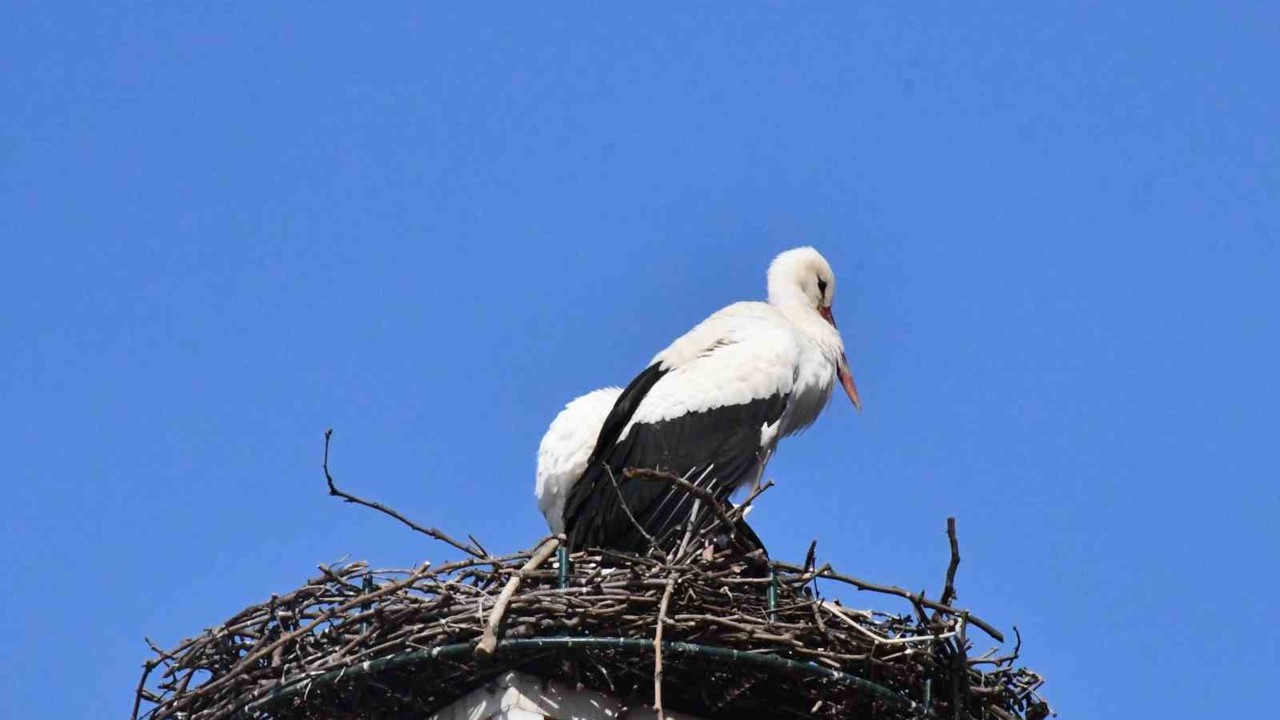 Yuva yapacak alan bulamayan leylekler yeniden İznik’te
