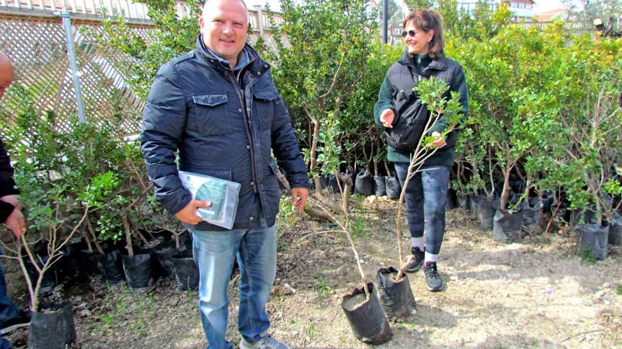 Alaçatı’da "Her Bahçeye Bir Sakız Ağacı" seferberliği
