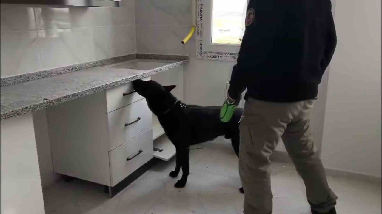 72 bin extacy yakalatıp "bizim değil" savunması yaptılar
