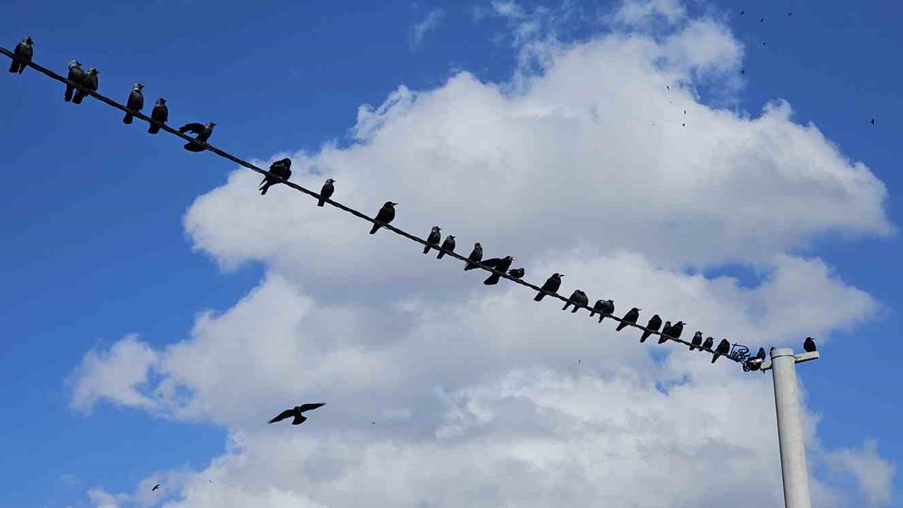 Tatvan’da sıralanan kuşlardan güzel görüntüler
