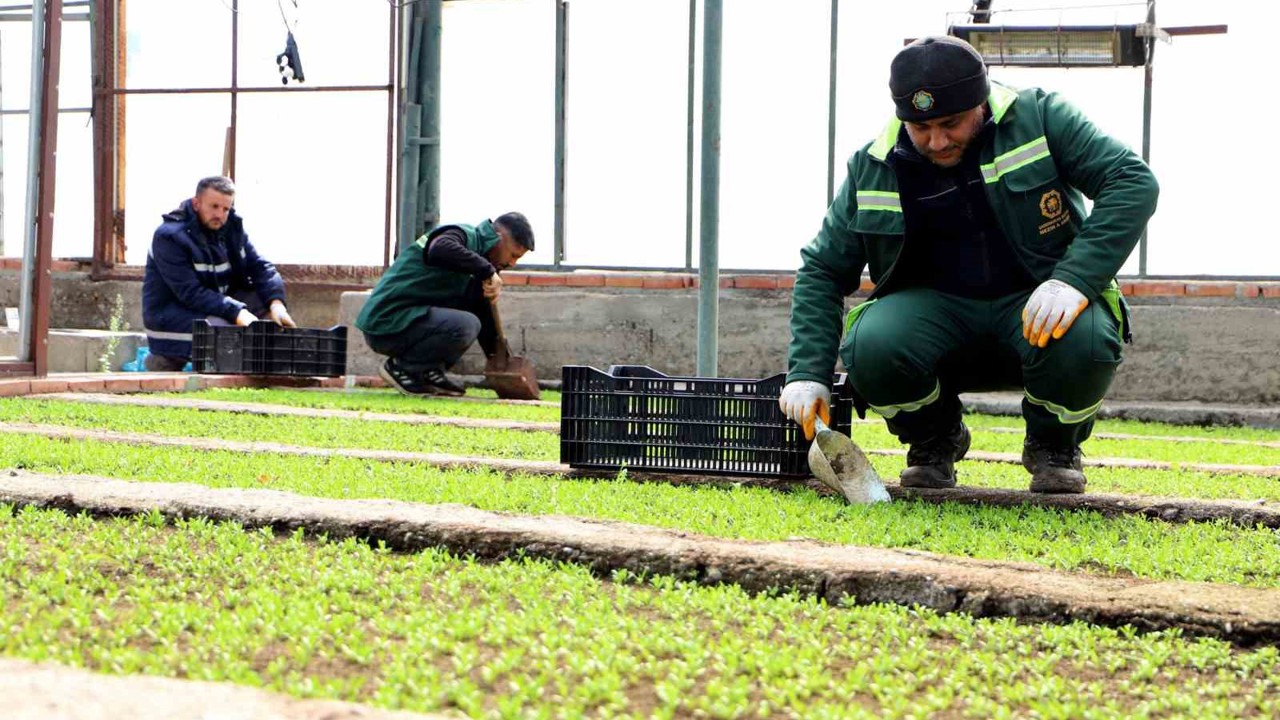 Diyarbakır’a 2 milyon Çin karanfili ekilecek
