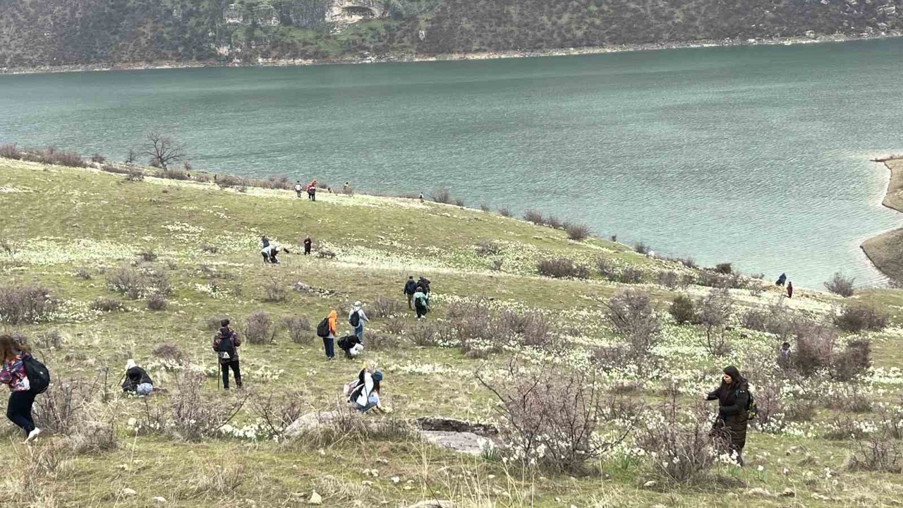 Bahar çiçeği nergisler doğaseverlerin ilgi odağı oldu
