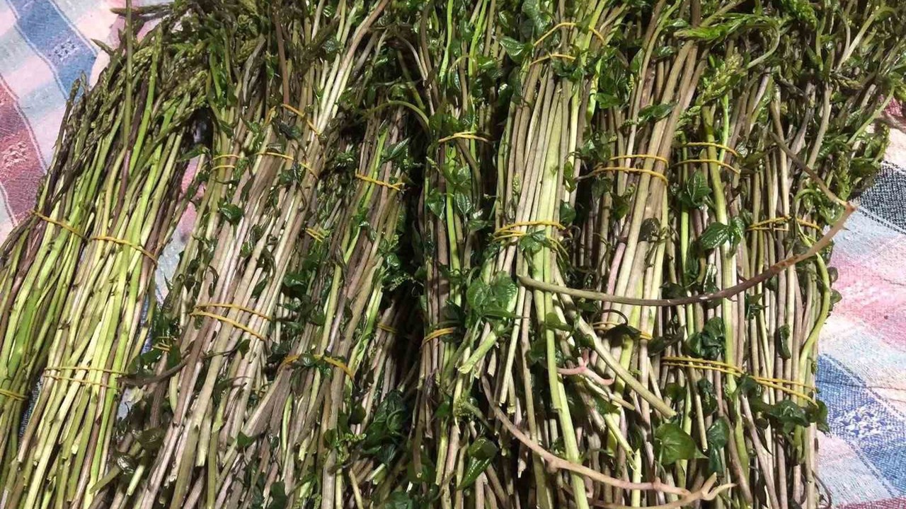 Sarıgöl’de yaban otları paraya dönüştü
