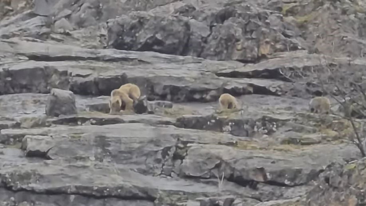 Munzur Vadisi’nde anne ayı ve yavruları görüntülendi
