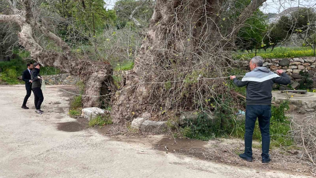 Bodrum’da 2 bin yıllık dev çınar keşfedildi
