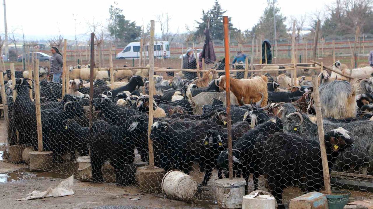 Diyarbakır’da vatandaşlar sofralara bırakacağı eti canlı hayvan pazarından almayı tercih ediyor
