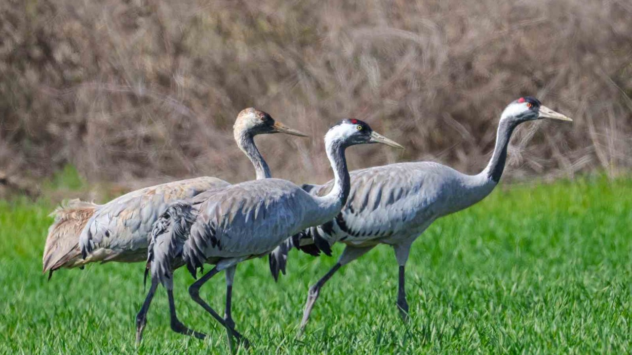 Türkülere konu olan turnalar objektiflere takıldı
