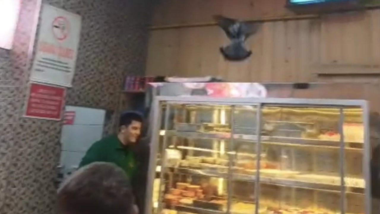 İftarda lokantaya giren güvercin ortalığı karıştırdı
