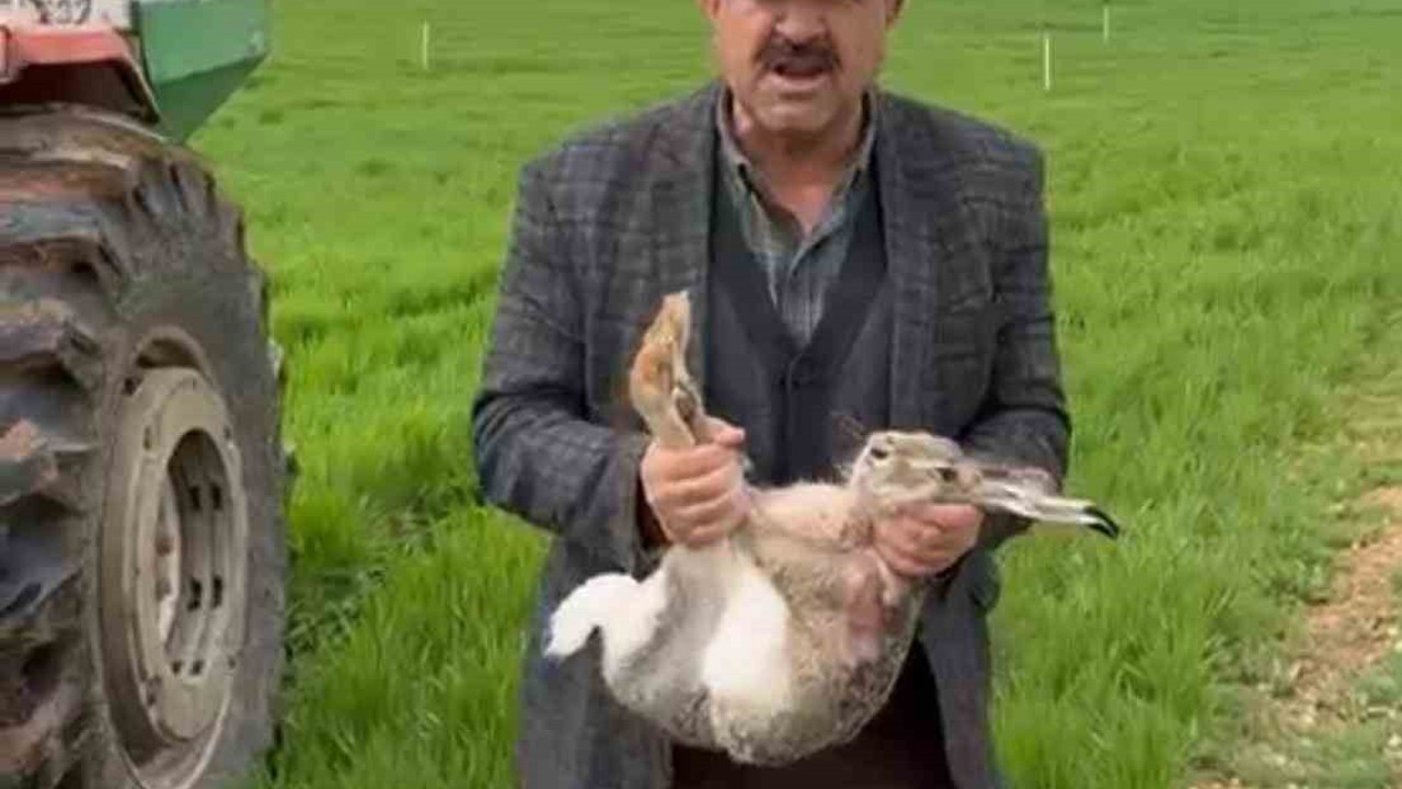 Diyarbakırlı çiftçi, tarlada yakaladığı gebe tavşanı yaşam alanına bıraktı

