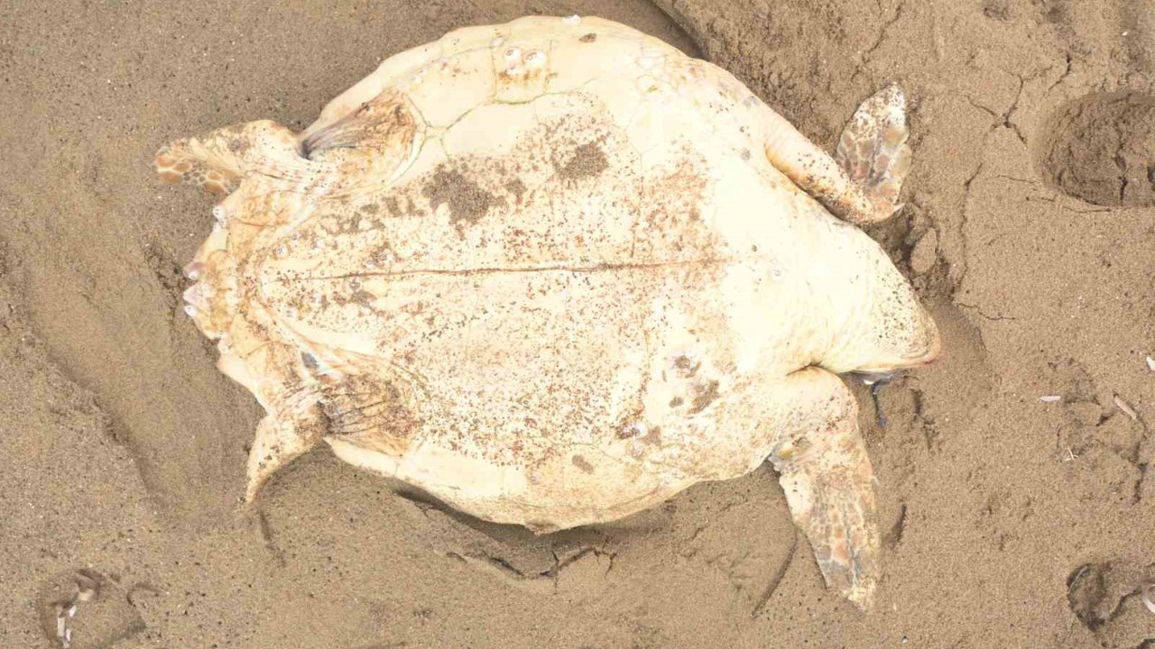 Antalya’da ölü caretta caretta kıyıya vurdu

