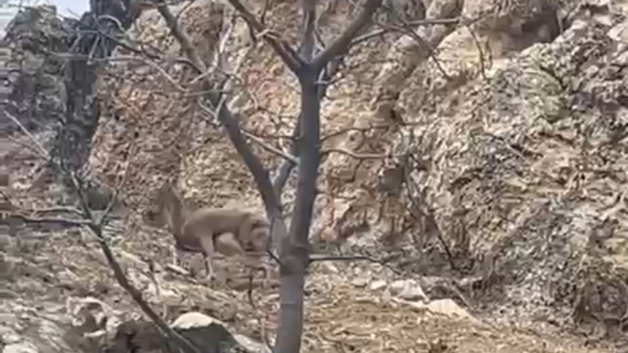 Elazığ’da 3 ayaklı yaban keçisi azmiyle şaşırttı

