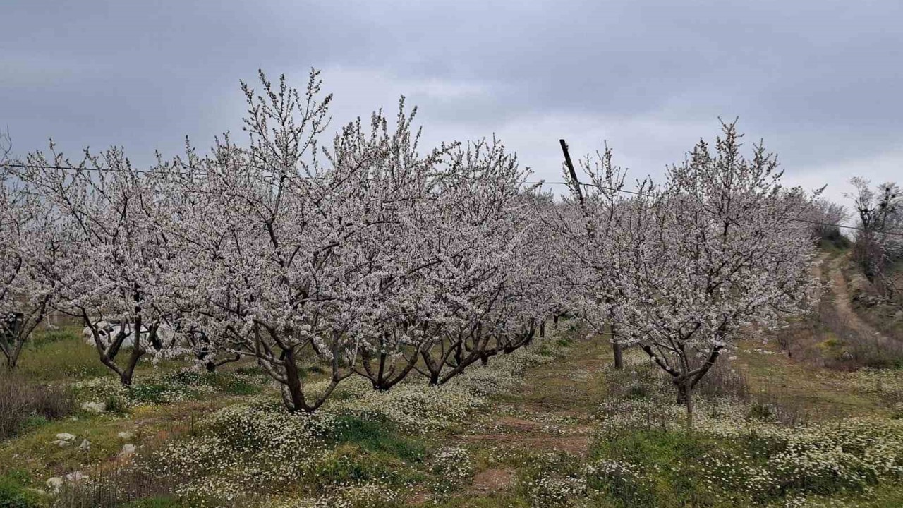 Erken çiçek açan ağaçlar don tehlikesiyle karşı karşıya
