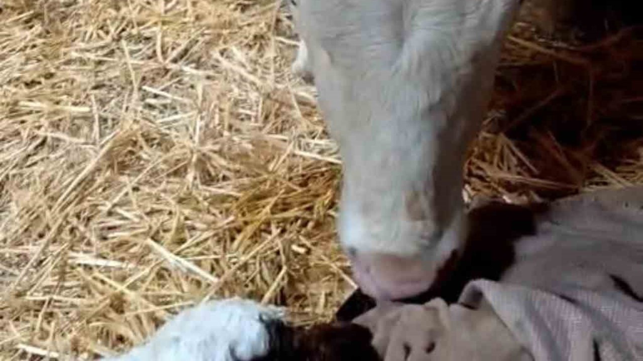 Bayram sabahı doğan buzağıyı görünce türküler söyledi
