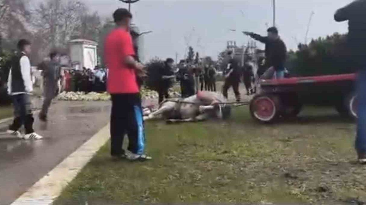 Atını sopa ve tekmeyle bayılttı
