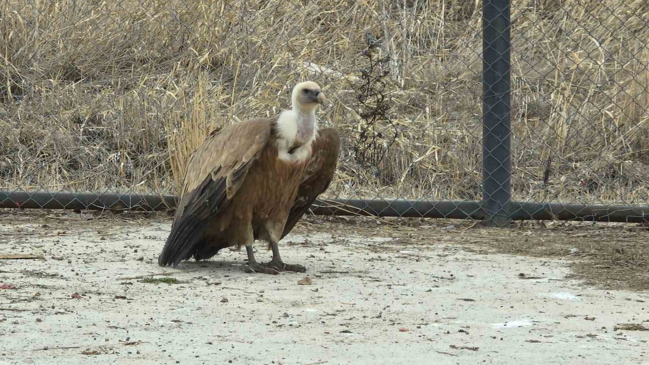 Tedavi edilen yaban kuşları özgürlüğe kanat çırpmaya hazır
