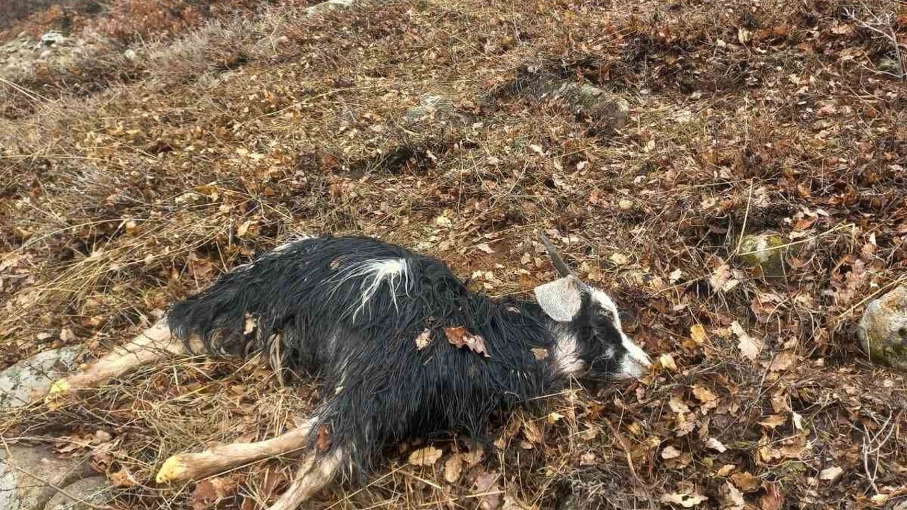 Ağıldan kaçan küçükbaş hayvanları kurtlar parçaladı

